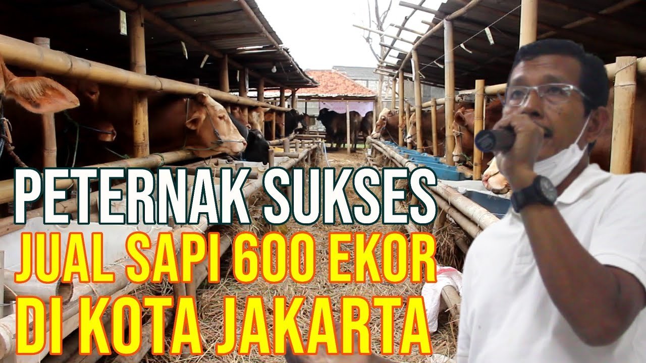
                                 Laris-Jualan-Qurban-600-Ekor-Di-Jakarta